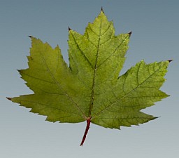 leaf preview