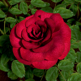 Rose Timelapse